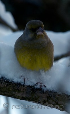 BB 05 0005 / Carduelis chloris / Grønnfink